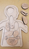 Human Body Anatomy Puzzle