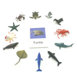 Animal Identification Activity - Bippityboppityboo