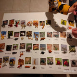 Animal Identification Activity - Bippityboppityboo