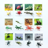 Animal Identification Activity - Bippityboppityboo