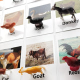 Animal Identification Activity - Bippityboppityboo