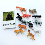 Animal Identification Activity - Bippityboppityboo