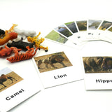 Animal Identification Activity - Bippityboppityboo