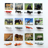 Animal Identification Activity - Bippityboppityboo