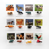 Animal Identification Activity - Bippityboppityboo