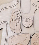 Human Body Anatomy Puzzle